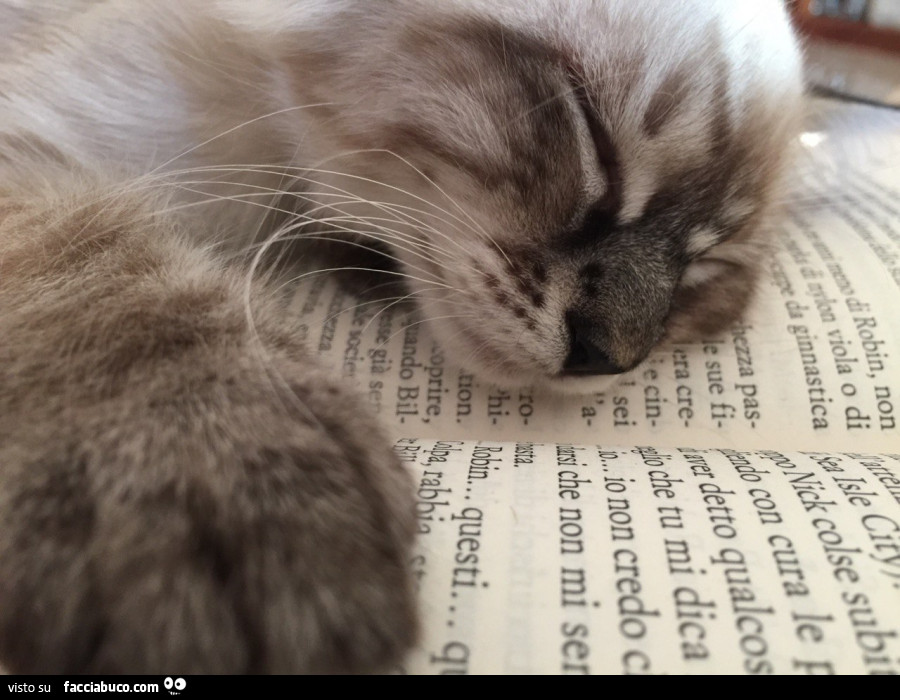 Gatto che dorme sul libro di franzen