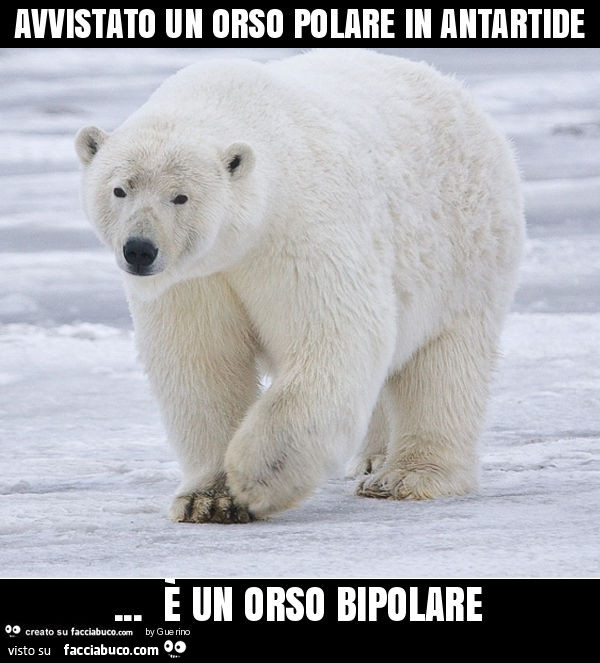 Avvistato un orso polare in antartide… è un orso bipolare