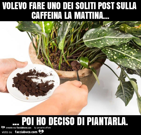 Volevo fare uno dei soliti post sulla caffeina la mattina&hellip; poi ho deciso di piantarla