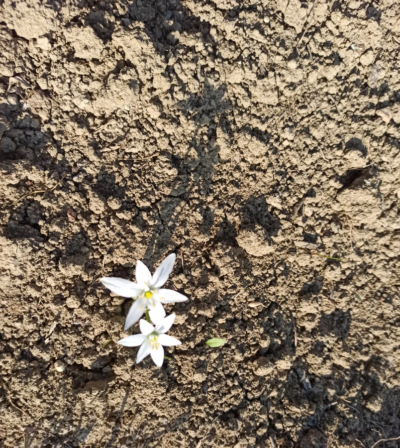 Nonostante tutto, è primavera