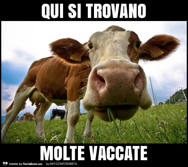 Vaccata