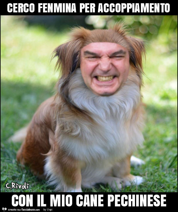 Cerco fenmina per accoppiamento con il mio cane pechinese