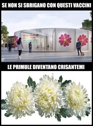 Se non si sbrigano con questi vaccini, le primule diventano crisantemi