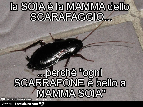La soia è la mamma dello scarafaggio&hellip; perchè "ogni scarrafone è bello a mamma soia"