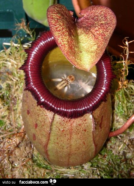 Vaccata