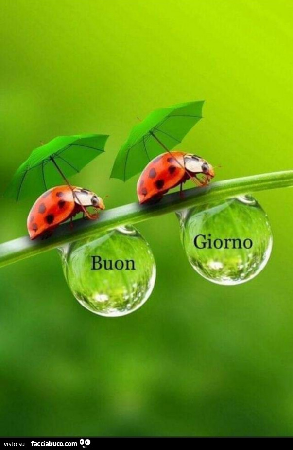 Coccinelle buon giorno