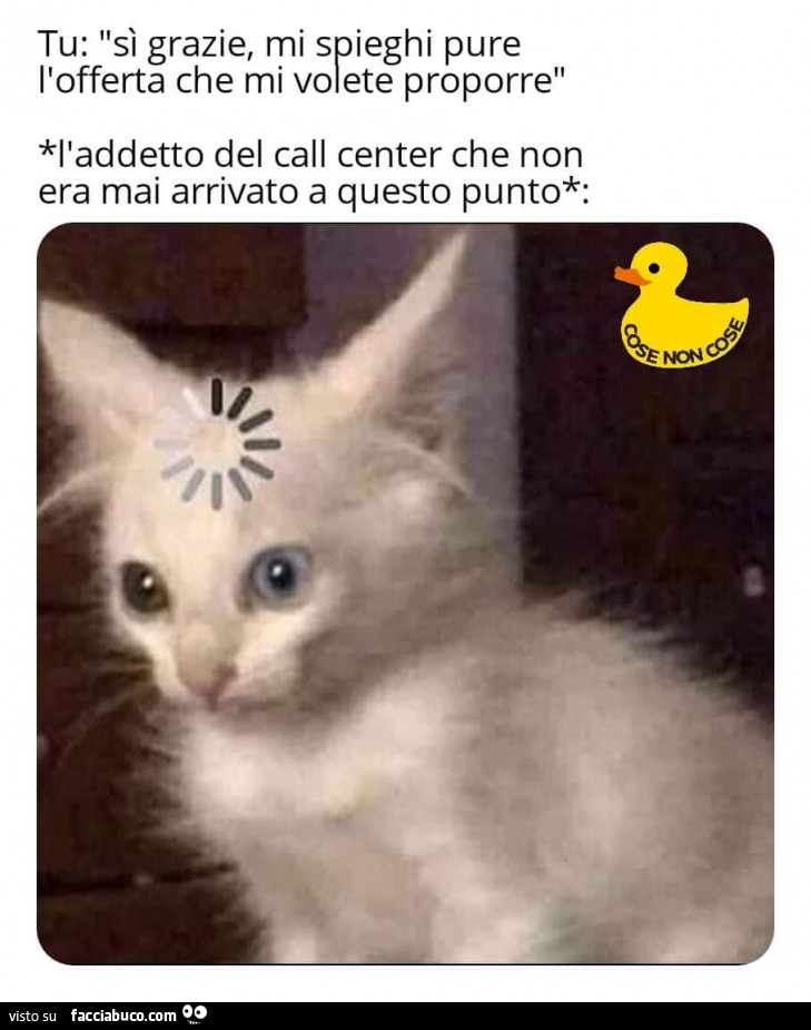 meme di un gatto scioccato