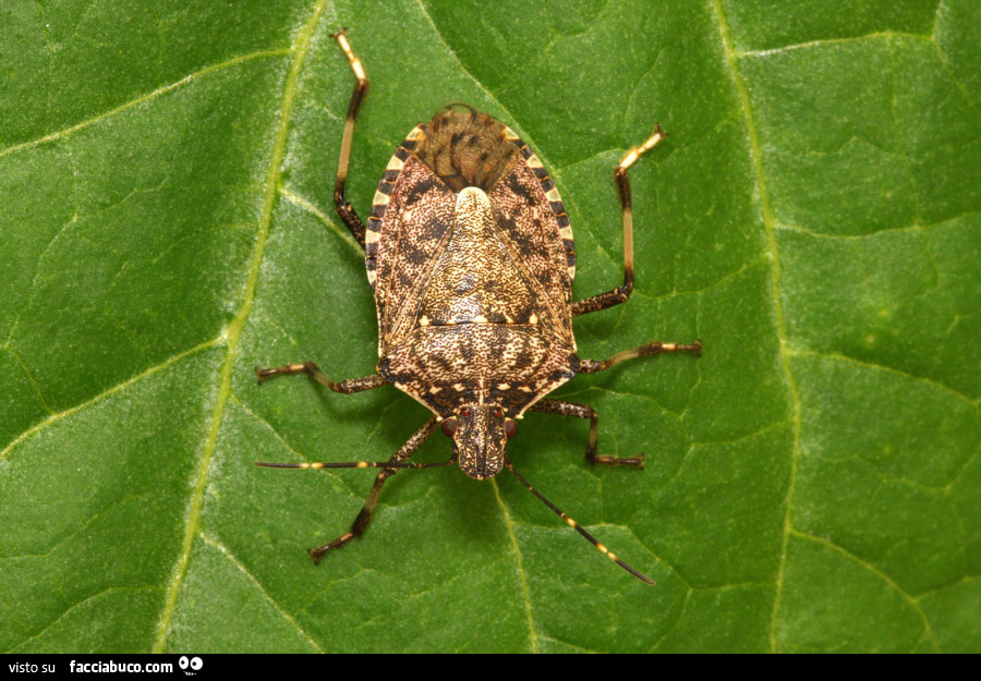 Vaccata