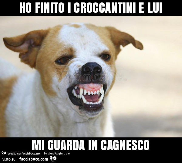 Ho finito i croccantini e lui mi guarda in cagnesco