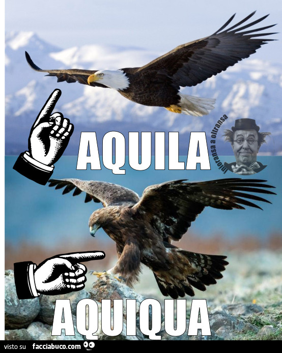 Aquila aquiqua