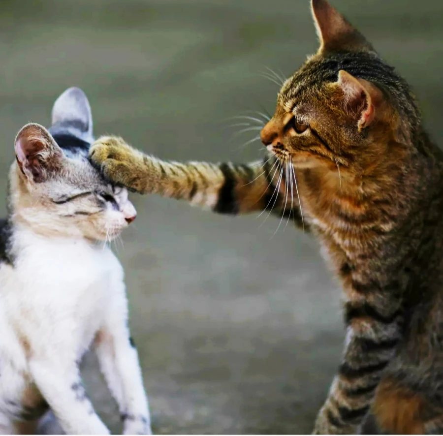 Gatti