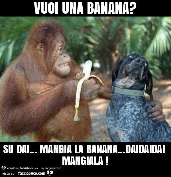 Vuoi una banana? Su dai… mangia la banana… daidaidai mangiala