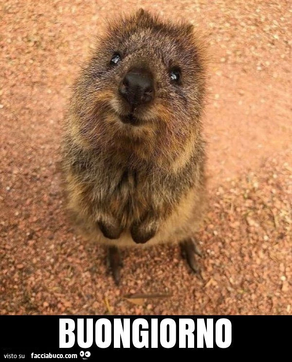 Buongiorno