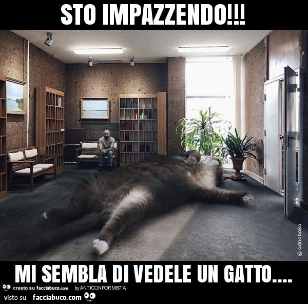 Sto impazzendo! Mi sembla di vedele un gatto