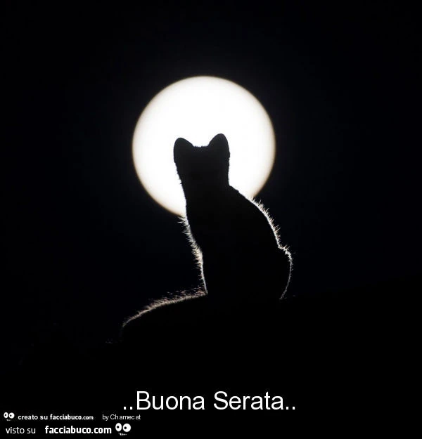 Gattino alla luna. Buona serata