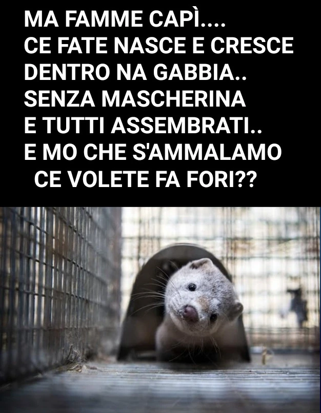 Visoni abbattuti Danimarca