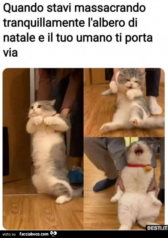 Vaccata
