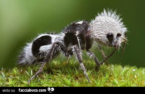 Vaccata