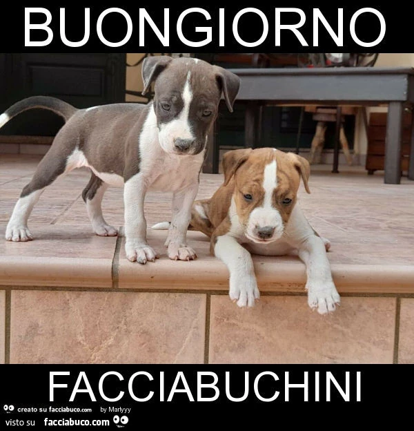 Buongiorno facciabuchini