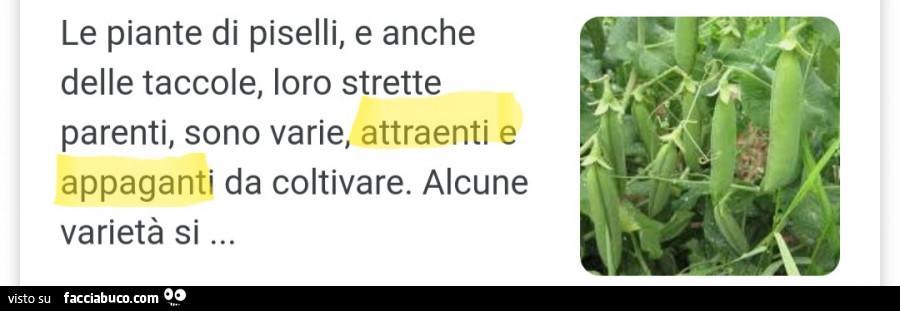 Vaccata