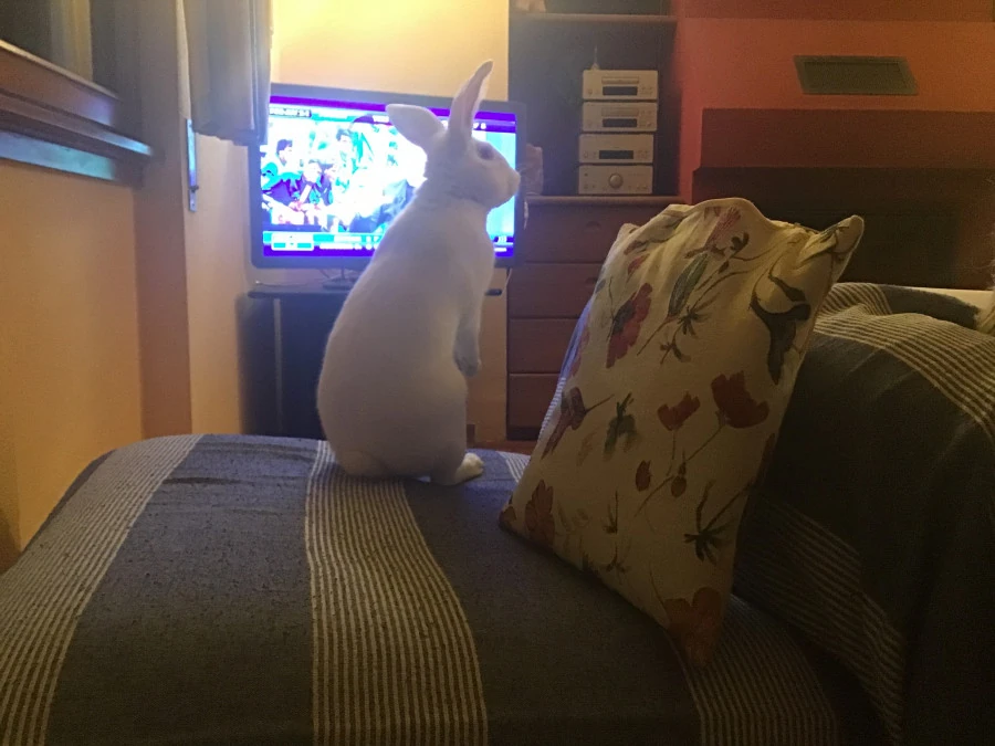 Buonanotte bianconiglio
