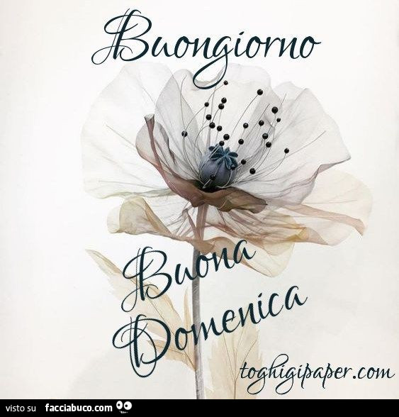 Buongiorno buona Domenica