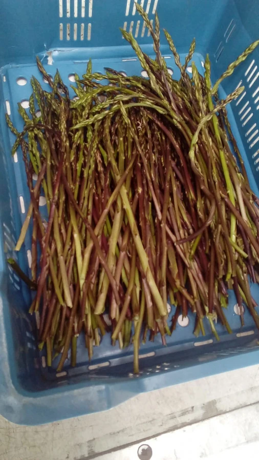 Vaccata