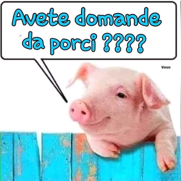 Avete domande da porci?