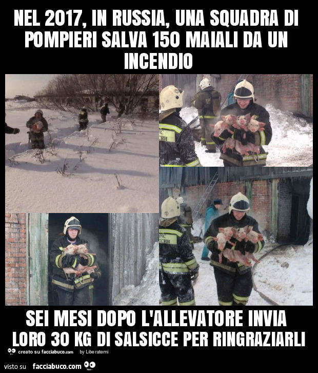 Nel 2017, in russia, una squadra di pompieri salva 150 maiali da un incendio sei mesi dopo l'allevatore invia loro 30 kg di salsicce per ringraziarli