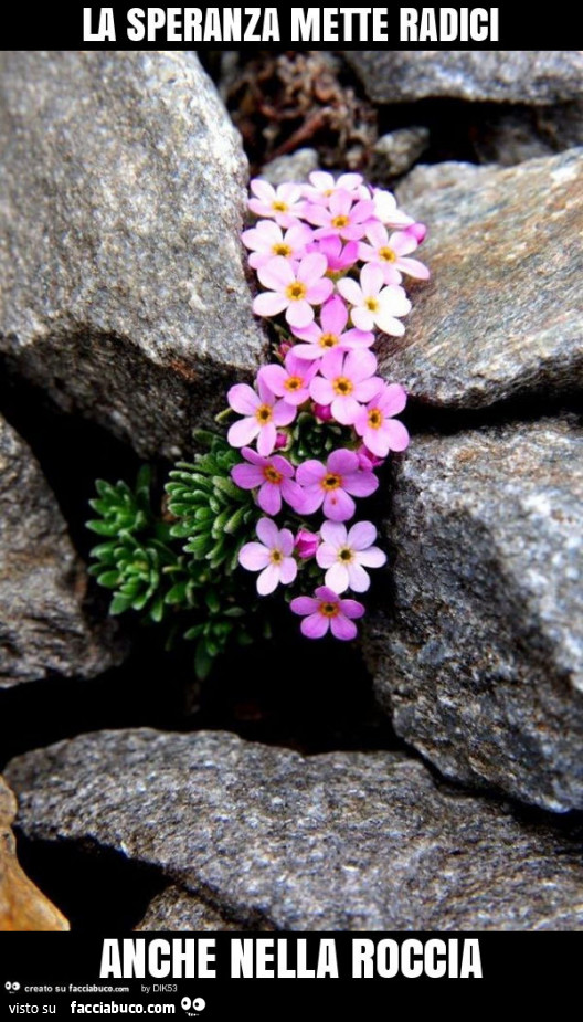 La speranza mette radici anche nella roccia