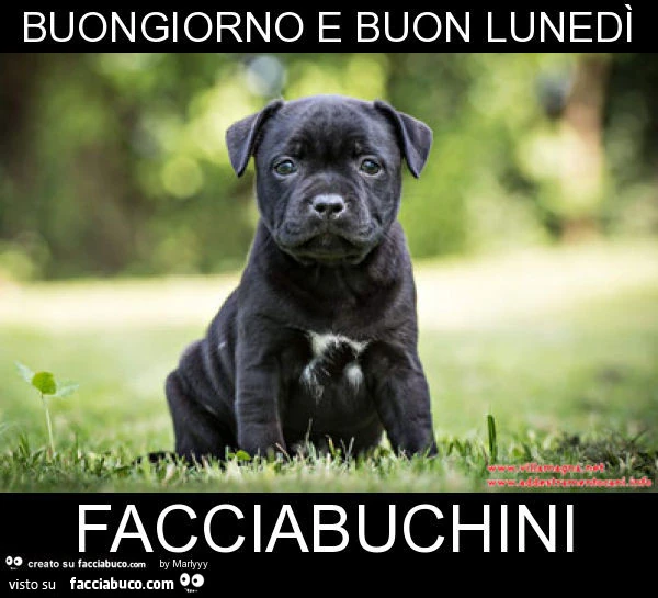 Buongiorno e buon lunedì facciabuchini
