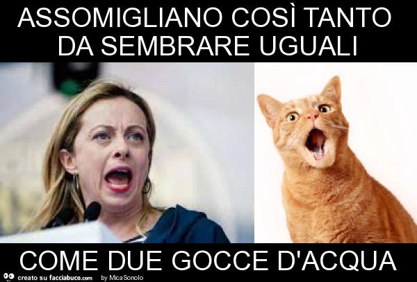 Assomigliano così tanto da sembrare uguali come due gocce d'acqua