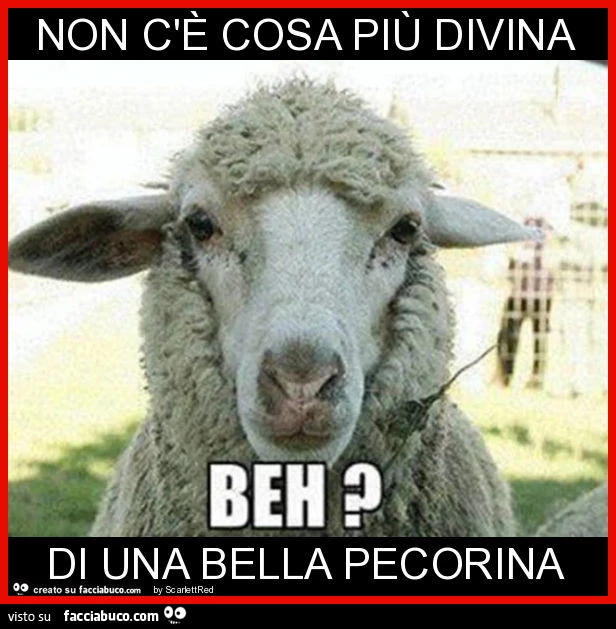 Non c'è cosa più divina di una bella pecorina
