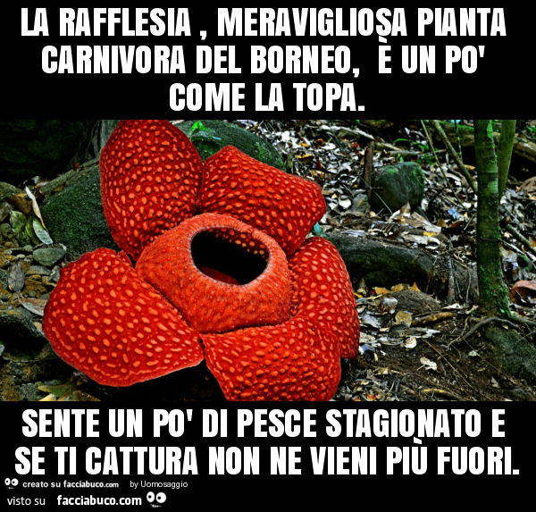 La rafflesia, meravigliosa pianta carnivora del borneo, è un po' come la topa. Sente un po' di pesce stagionato e se ti cattura non ne vieni più fuori