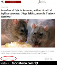 Invasione di topi in Australia, milioni di ratti si infilano