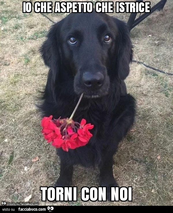 Io che aspetto che istrice torni con noi
