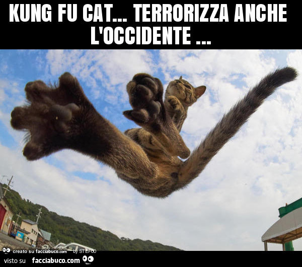 Kung fu cat… terrorizza anche l'occidente