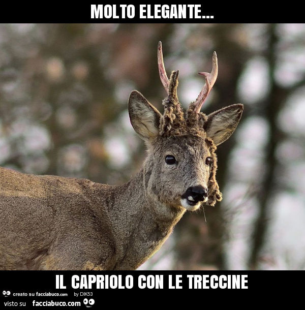 Molto elegante… il capriolo con le treccine