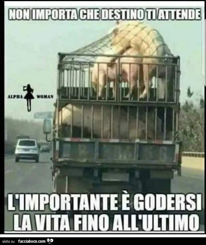 Vaccata