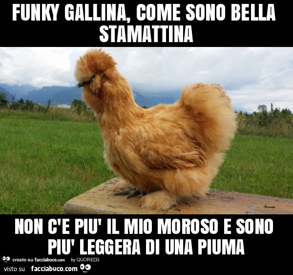 Funky gallina, come sono bella stamattina non c'e più il mio moroso e sono più leggera di una piuma