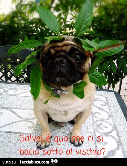 Vaccata
