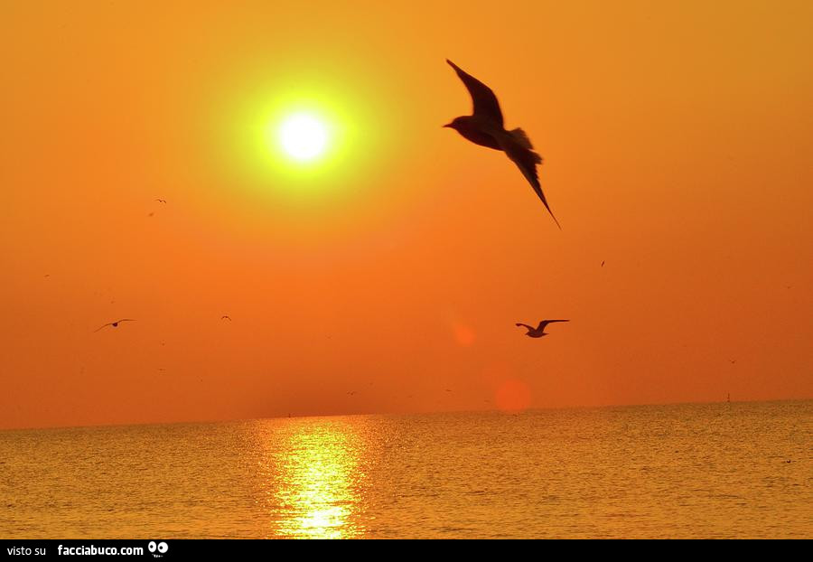 Gabbiani al tramonto