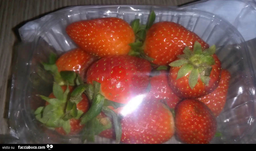 Vaccata