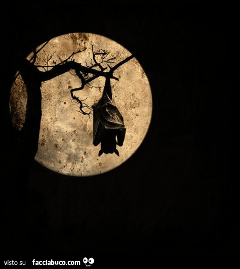 Pipistrello sotto la luna