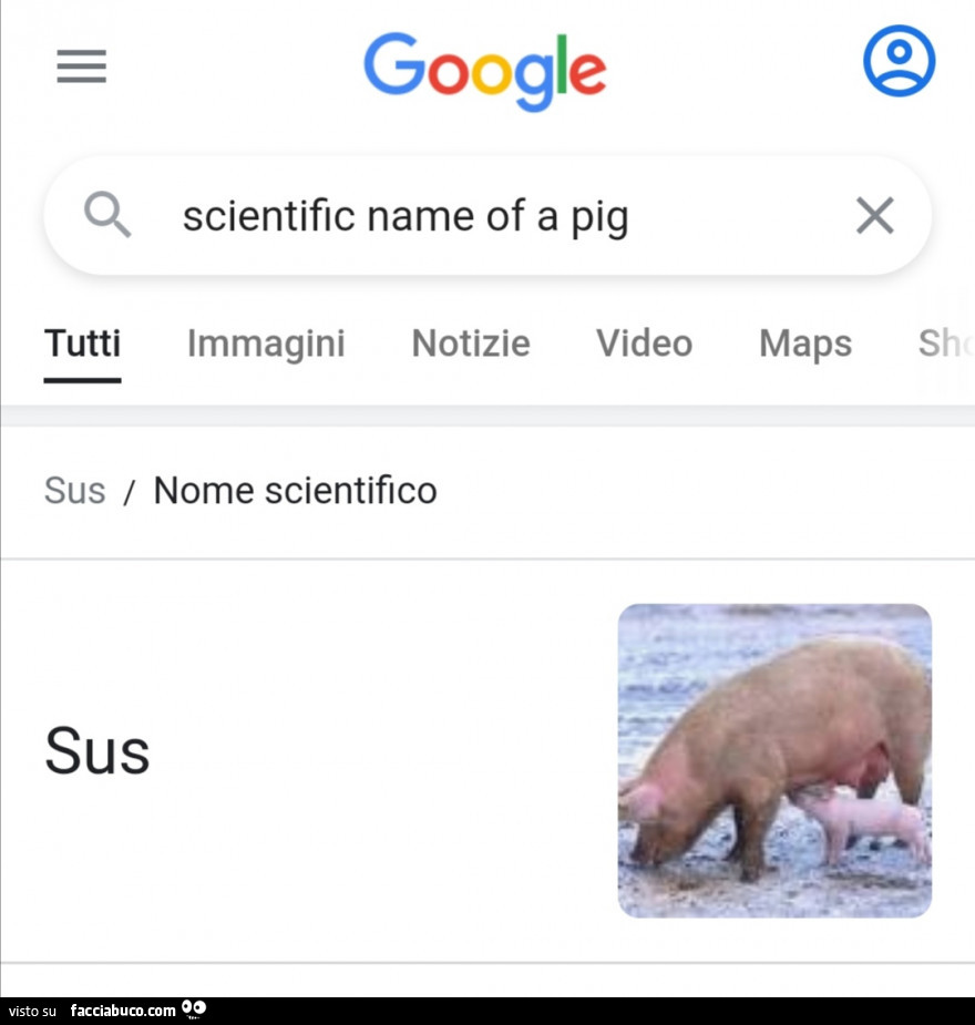 Scientific name of a pig. Sus