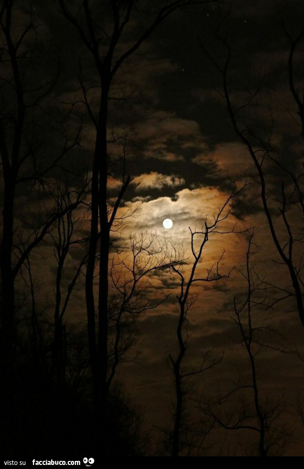 Luna tra gli alberi di notte