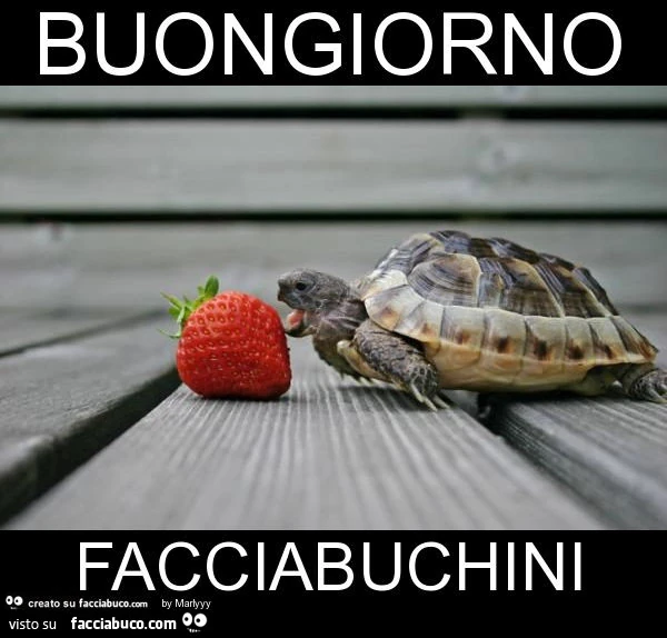 Buongiorno facciabuchini