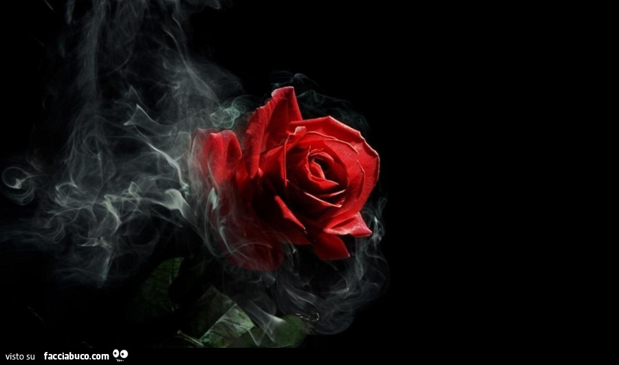 Rosa rossa avvolta dal fumo