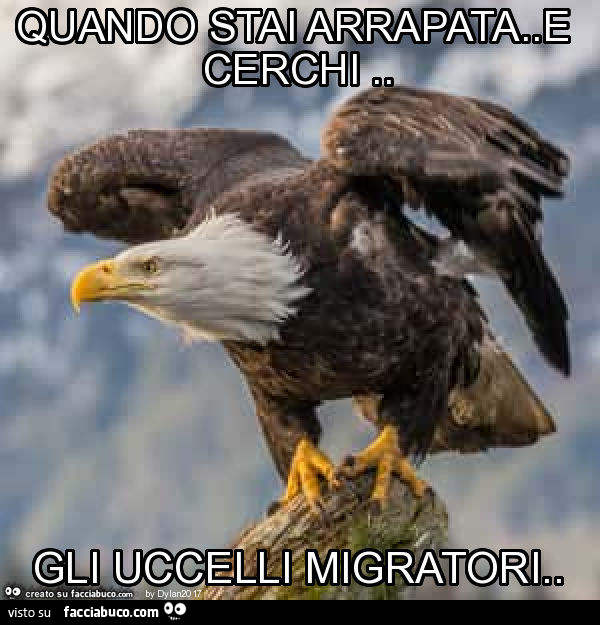 Quando stai arrapata. E cerchi. Gli uccelli migratori