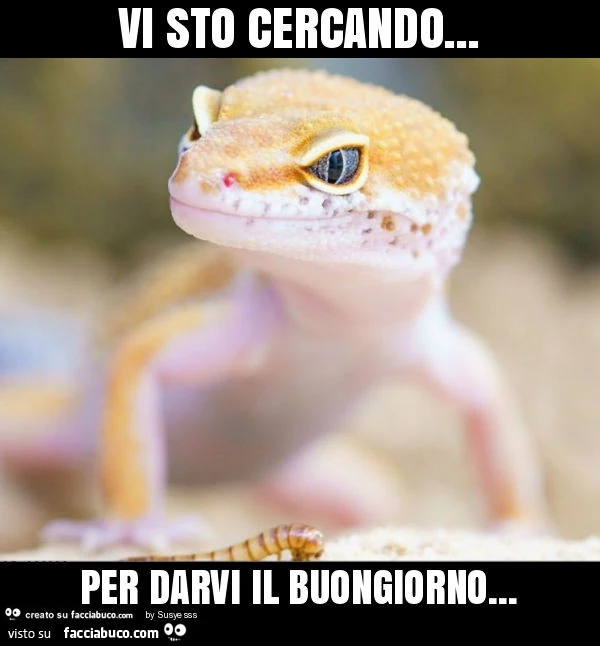 Vi sto cercando&hellip; per darvi il buongiorno